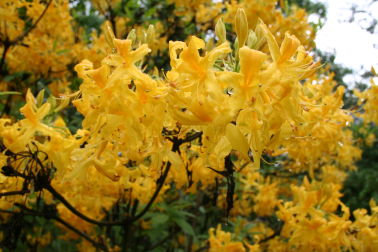 Желтый (Rhododendron luteum)
