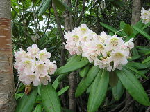 Короткоплодный (Rhododendron brachycarpum).