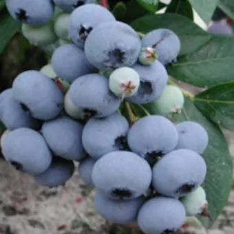 Блю Голд (Bluegold)