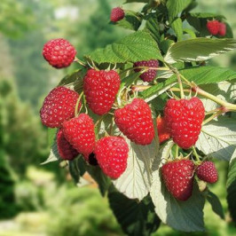 Рубифол (Rubyfall)