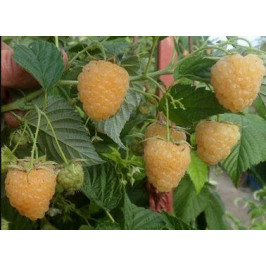 Желтая Зюгана (Sugana Yellow)