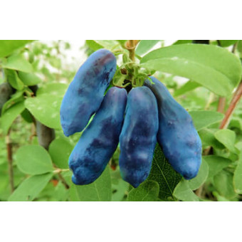 Блю Банана (Blue Banana)